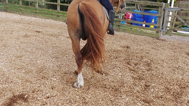 communicating To Hind Leg