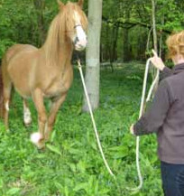 What Makes Horses Tick