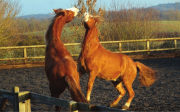 Horseplay is important, for horses