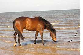 seahorse