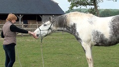 Horseman's Handshake