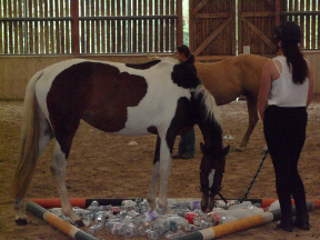 Horse Agility, the plastic bottles