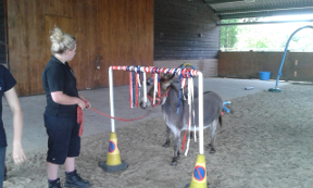 Donkey Agility