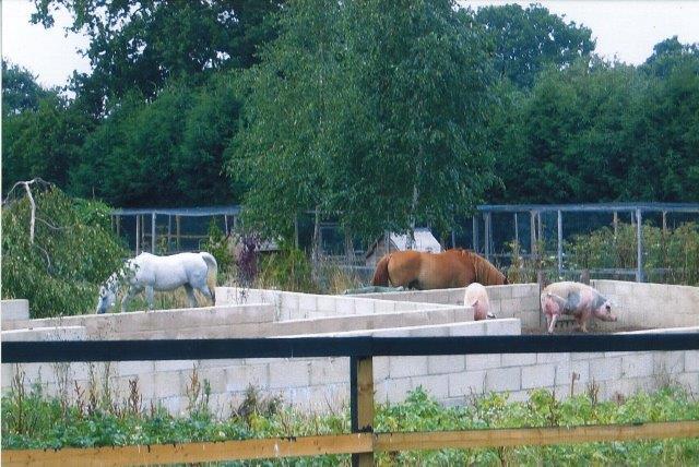 Pigs